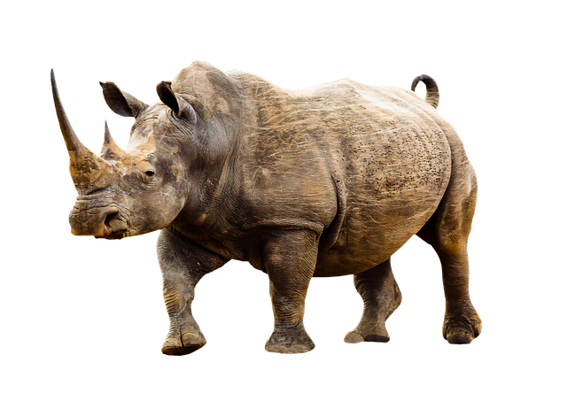 Rhino